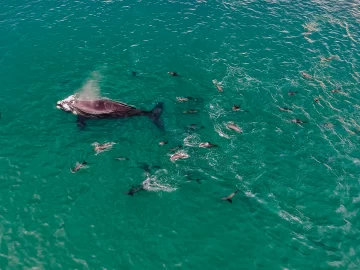 Presentarán la Guía de mamíferos marinos y el corredor de la Ballena Franca Austral