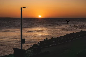 Presentan la Guía de mamíferos marinos y el corredor de la Ballena Franca Austral