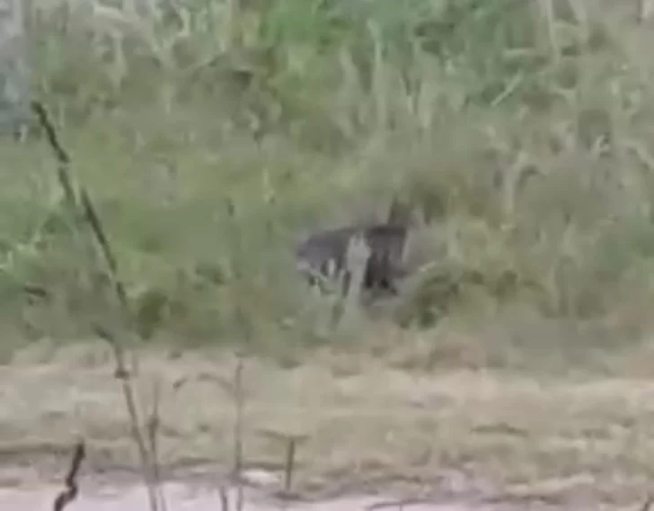 Ven a un puma en el parque Miguel Lillo 