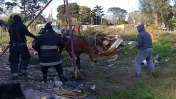 Video: rescataron un caballo que cayó en un pozo ciego de cuatro metros