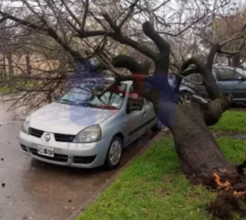 Arboles caídos, estación de servicios con daños y destrozos en la playa