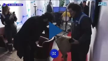 Javier Milei fue a una entrevista con su perro Conan: “Acá está, es uno de los cinco”