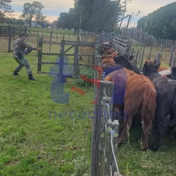 Recuperan ganado robado: Se los entregaron a sus dueños