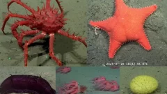 Expedición histórica al cañón submarino de Mar del Plata: descubrimientos en vivo que fascinan a Argentina