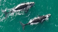 Avistaje de ballenas: registran una nueva aparición de majestuosos ejemplares