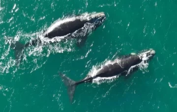 Avistaje de ballenas: registran una nueva aparición de majestuosos ejemplares