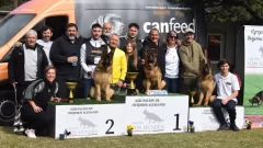 “Los ovejeros alemanes de Necochea, dueños de Mar del Plata: victoria total en los podios”