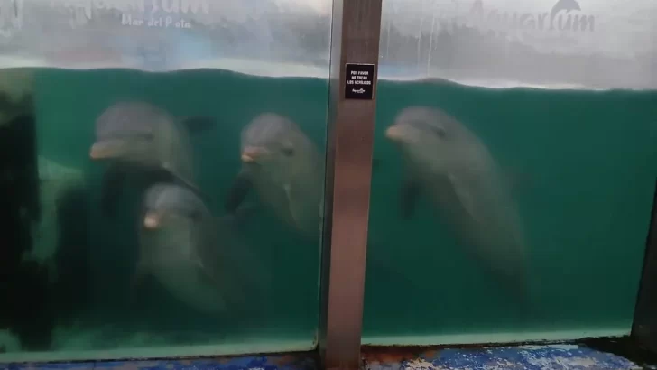 Trasladaron con éxito a diez delfines del ex Aquarium de Mar del Plata a Egipto