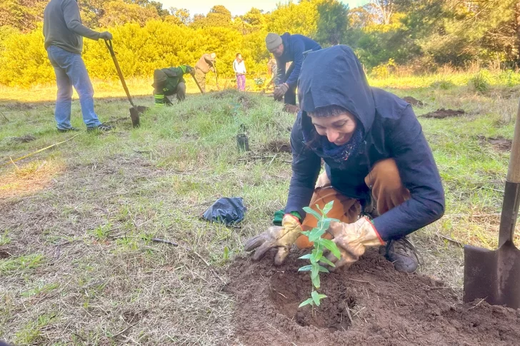 Se realizó una plantación de eucaliptos para extracción de leña en unos seis años