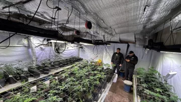 Operativo en El Boquerón: desmantelan un campo de cultivo de marihuana y secuestran armas