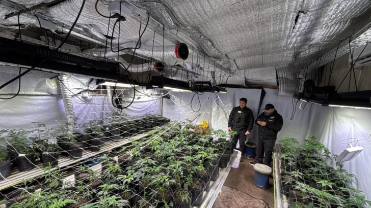 Operativo en El Boquerón: desmantelan un campo de cultivo de marihuana y secuestran armas