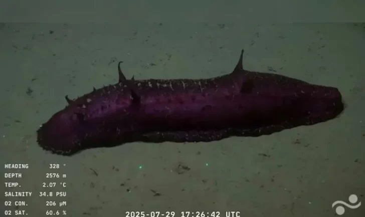 Video: “Batatita”, el curioso pepino captado por el CONICET en el fondo del mar