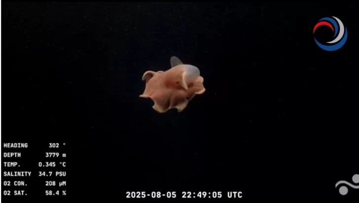El animal de otro planeta que apareció en el Mar Argentino: así es el asombroso pulpo “Dumbo”