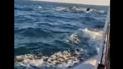 Impactante video: pescador filmó un mágico encuentro con delfines, lobos marinos y una ballena.