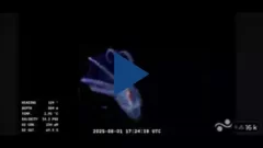 El streaming del CONICET reveló un secreto del fondo del mar: así es el asombroso “pulpo de cristal”