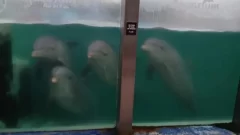 Tras la polémica, Acuarium insiste en el bienestar de los delfines, están “cuidados y controlados”