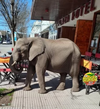 En Dolores apareció un bebe elefante