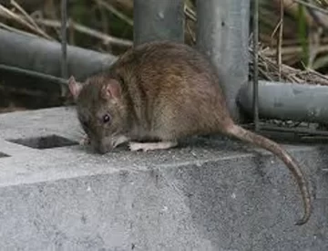 Aumentaron los casos de leptospirosis: tres provincias están muy complicadas