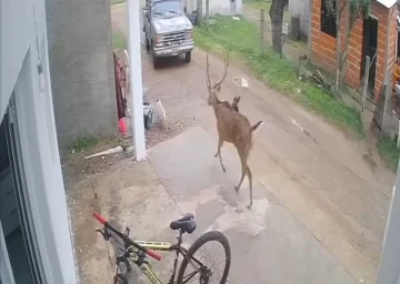 Un visitante inesperado alteró un barrio y, los vecinos salieron a su caza