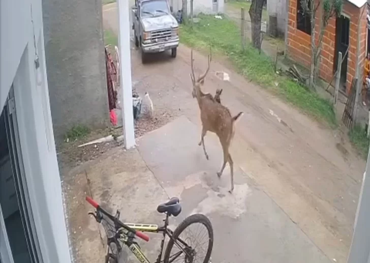 Un visitante inesperado alteró un barrio y, los vecinos salieron a su caza