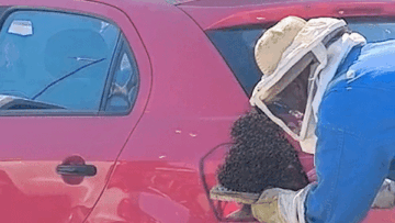 Susto monumental: encontró un enjambre de abejas en su auto al salir del trabajo