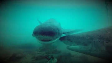 Investigan el comportamiento del tiburón gatopardo en la costa bonaerense