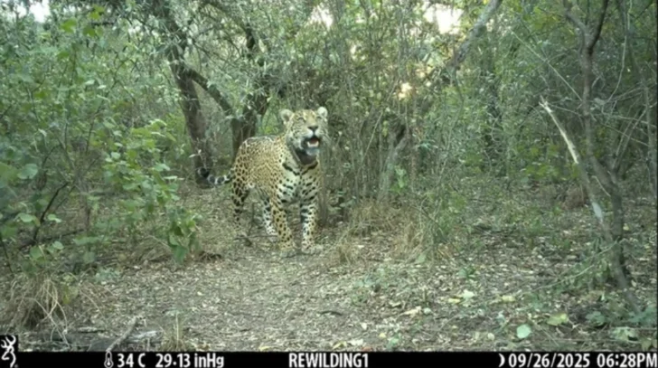 Liberaron a una hembra de yaguareté en el Parque Nacional El Impenetrable