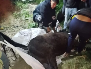Bomberos rescataron a un caballo que había caído en una cuneta