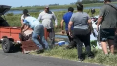 Un camión que transportaba cerdos volcó y los vecinos se llevaron los animales