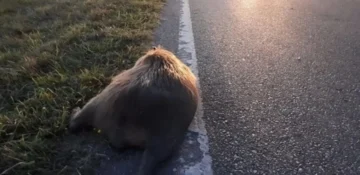 Screenshot_20251123_111326_Chrome-728x354