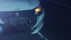 Ruta 2: un carpincho casi provoca una tragedia