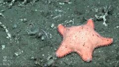 En una nueva expedición del CONICET en el fondo del mar, encuentran otra estrella “culona”