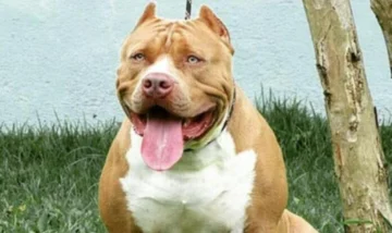 Impactante: tres pitbulls agredieron a un menor de 9 años