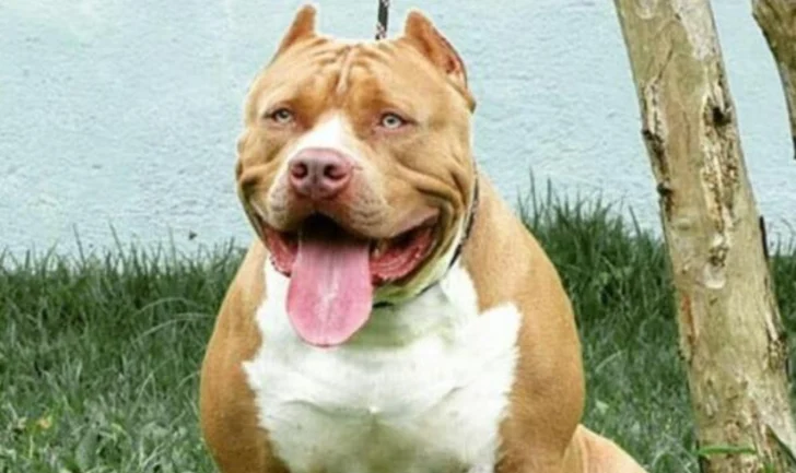 Impactante: tres pitbulls agredieron a un menor de 9 años