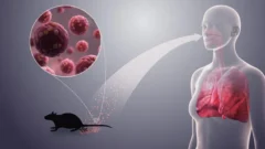 Hantavirus: las recomendaciones para prevenir contagios