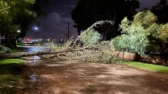 Árboles caídos en varios lugares de la ciudad
