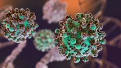 Hantavirus: se identificaron 3 nuevos casos en Argentina