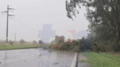 Un árbol quedó tendido sobre la Ruta 88