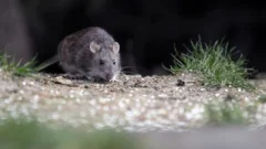 Confirmaron que hubo un caso de Hantavirus en nuestra ciudad