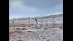 [VIDEO] Aparecieron miles de “peces pene” tras la ciclogénesis