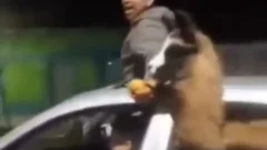 Paseó a una llama en auto por el triunfo de Argentina y fue denunciado