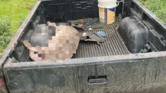 Tres detenidos en Necochea con un lechón sustraído y un rifle de aire comprimido
