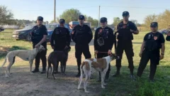 Rescatan a 32 galgos tras un allanamiento en un campo de carreras clandestinas